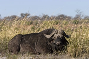 Chobe National Park Drucke: African buffalo
