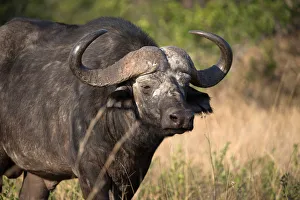 Afrikanischer Büffel (Syncerus caffer), Krüger-Nationalpark, Südafrika, Afrika