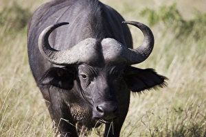 Kenyan National Reserve Animals Drucke: African buffalo (Syncerus caffer), Masai Mara National Reserve, Kenya, East Africa