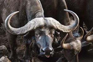 Afrikanischer Büffel (Syncerus caffer), Trinken im Taita-Hügellandschaft Wildpark, Kenia