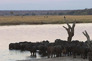Syncerus Caffer Habitat Drucke: African buffalos, Syncerus caffer, Chobe River, Chobe National Park, Botswana, Africa