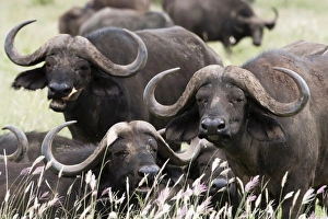 African Buffalo Habitat Drucke: African buffalos (Syncerus caffer), looking at the camera, Tsavo, Kenya, East Africa
