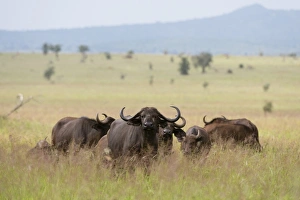 Syncerus Caffer Habitat Drucke: African buffalos (Syncerus caffer), Tsavo, Kenya, East Africa, Africa