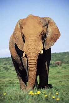 Afrikanischer Elefant