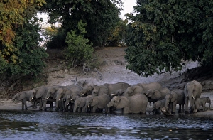 Bilder Datiert 8. Januar 2000: Afrikanischer Elefant