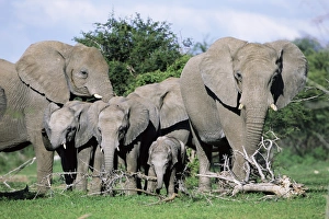 Baby Elephant Pictures Drucke: African elephants