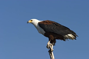 African Fish Eagle Drucke: African fish eagle
