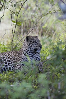 Panthera Pardus Photo Drucke: African leopard (Panthera pardus), Masai Mara National Reserve, Kenya, East Africa
