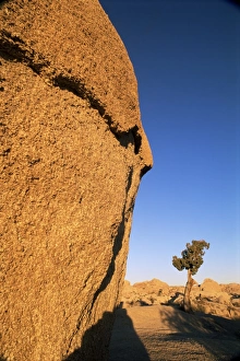 US West Coast Landscapes Drucke: Afternoon light on rock and tree