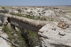 Rural Landscape Photography Drucke: Agate Bridge, a petrified log spanning ravine