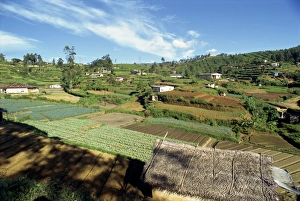 Sri Lanka Agriculture Drucke: Agriculture