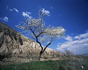 Middle East Scenic Views Drucke: Almond tree in bloom