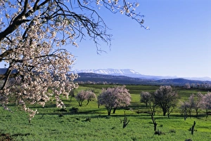 Beautiful Blooming Flowers Drucke: Almond trees in bloom