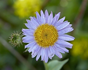 Wyoming Nature Scenes Drucke: Alpine Aster (Aster alpigenus)