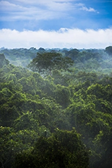Vertical Landscape Photos Drucke: Amazon Rainforest at Sacha Lodge, Coca, Ecuador, South America