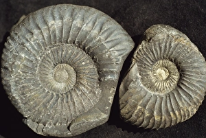 Ammonite Fossils Drucke: Ammonite fossils