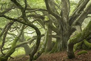 Dartmoor Scenery Drucke: Ancient beech tree with enormous spreading branches, Dartmoor National Park, Devon
