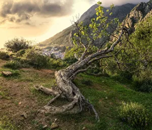 North Africa Scenery Drucke: An ancient tree lying on a hillside above Chefchaouen, Morocco, North Africa, Africa