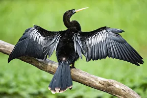 Bilder Datiert 18. Juni 2019: Aheringe Aheringe Vogel aus dem nationalen Parc Tortuguero in der Provinz Limón im Land Kostarika