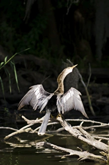 UNESCO World Heritage Site Florida Drucke: Anhinga (Anhinga anhinga), Everglades