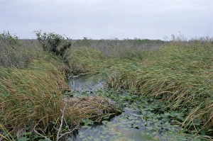 United States Nature Reserves Drucke: Anhinga trail