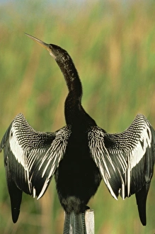Colorful Natural World Images Drucke: Anhingas drying wings