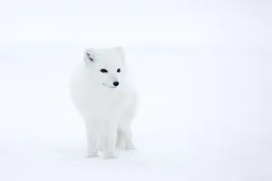 Drucke von Arktischer Fuchs (Polarfuchs) Alopex lagopus ,Churchill,Hudsonbucht,Mannitoba,Kanada Tiere: Polar Fuchs