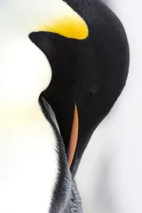 Kaiserpinguin