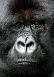 Endangered Species Images Drucke: Silverback gorilla looking intensely, in the Volcanoes National Park, Rwanda, Africa