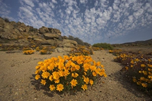 Southern African Landscapes Drucke: Annual spring wild daisies
