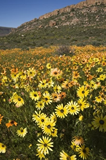 South African Countryside Drucke: Annual spring wildlflower carpets