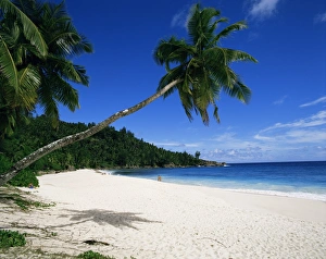 Tropical Palm Tree Photography Drucke: Anse Interdance