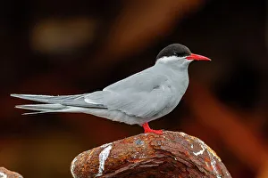 Antarctic Bird Species Drucke: Antarctic tern (Sterna vittata)