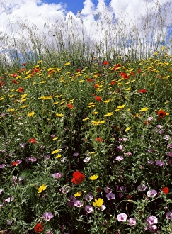 Sicilian Countryside Views Drucke: April spring flowers