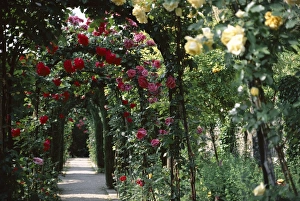 Alhambra UNESCO Site Drucke: Arches covered with roses