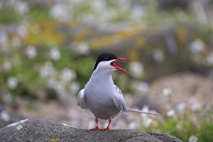 British Wildlife And Nature Drucke: Arctic tern