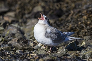 Polar Regions Wildlife Drucke: Arctic tern chick (Sterna paradisaea), calling for food from its parent on Flatey Island