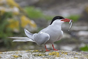 Farne Islands Wildlife Photography Drucke: Arctic tern (Sterna paradisaea) with sand eel, Inner Farne, Farne Islands, Northumberland