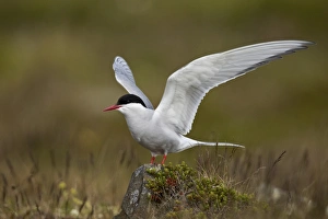 Arctic Tern Iceland Drucke: Arctic tern (Sterna paradisaea) spreading its wings, Iceland, Polar Regions