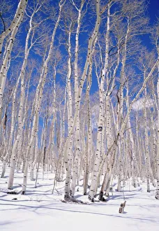 American Nature Photography Drucke: Aspen trees during winter
