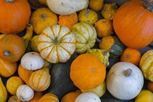 Bilder Datiert 25. Oktober 2016: Während der Herbstzeit sind verschiedene Gemüsesorten wie Kürbisse und Röhrenkürbis aus dem englischen Derbyshire