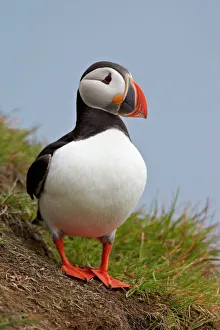 Drucke von Atlantischer Fischdrossel (Fratercula arctica), Island, Polarkreise Island Drucke: Atlantischer Fischdrossel (Fratercula arctica), Island, Polarkreise