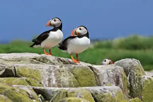 Atlantische Füchse (Fratercula arctica) auf einem Felsen gegen einen blauen Himmel. Innen der Farneinsel im Vereinigten Königreich Nordumbrien in England