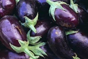 Drucke von Zucchini aus Toscana in Italien sind Teil Europas Verwandte Bilder Drucke: Aubergines