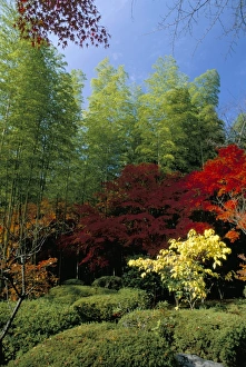 Maples In Autumn Season Drucke: Autumn maples