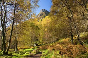 Autumn In Scotland Drucke: Autumn view along path to the summit of Ben A an, near Aberfoyle, Loch Lomond