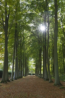 Cotswolds Landscape Images Drucke: Avenue of beech trees, Mickleton, Cotswolds, Gloucestershire, England, United Kingdom