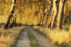 Evening Light In Bavaria Drucke: Avenue of birch trees in evening light
