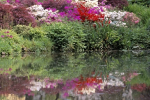 Floral Landscape Photography Drucke: Azaleas in bloom reflected in still water