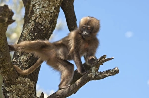 Simien Mountains National Park Drucke: Baby Gelada baboon (Theropithecus Gelada)
